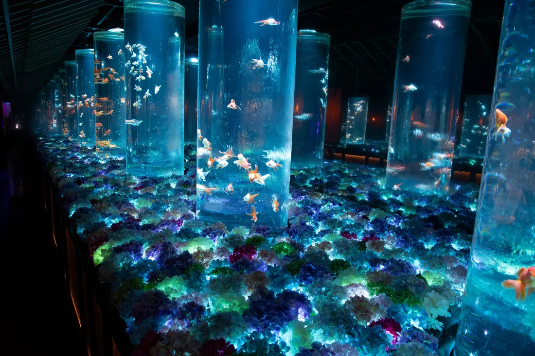 Columns of illuminated goldfish tanks glowing in a dark hall at the Art Aquarium Museum Ginza in Tokyo